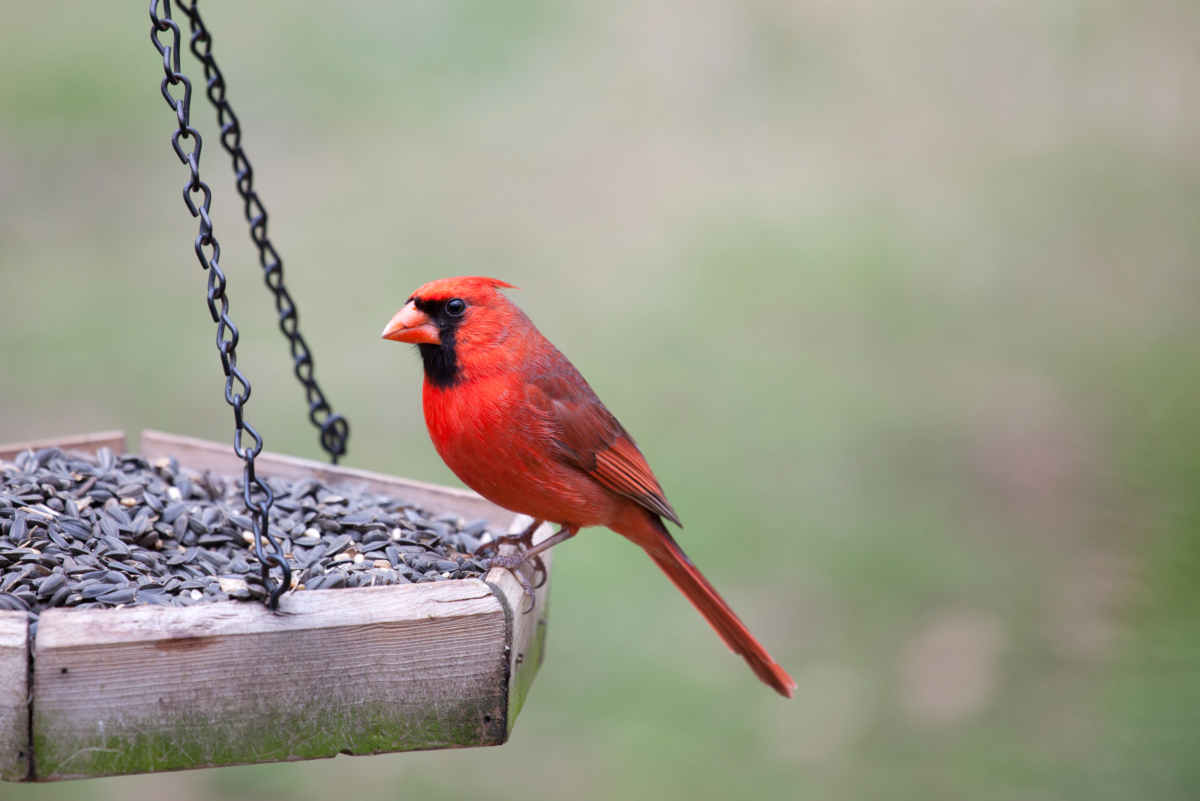 How to Attract More Birds to Your Backyard Bird Feeder