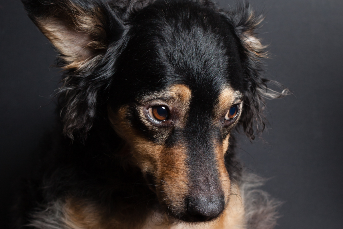 12 Behaviors of Former Stray Dogs (And How to Fix Them)