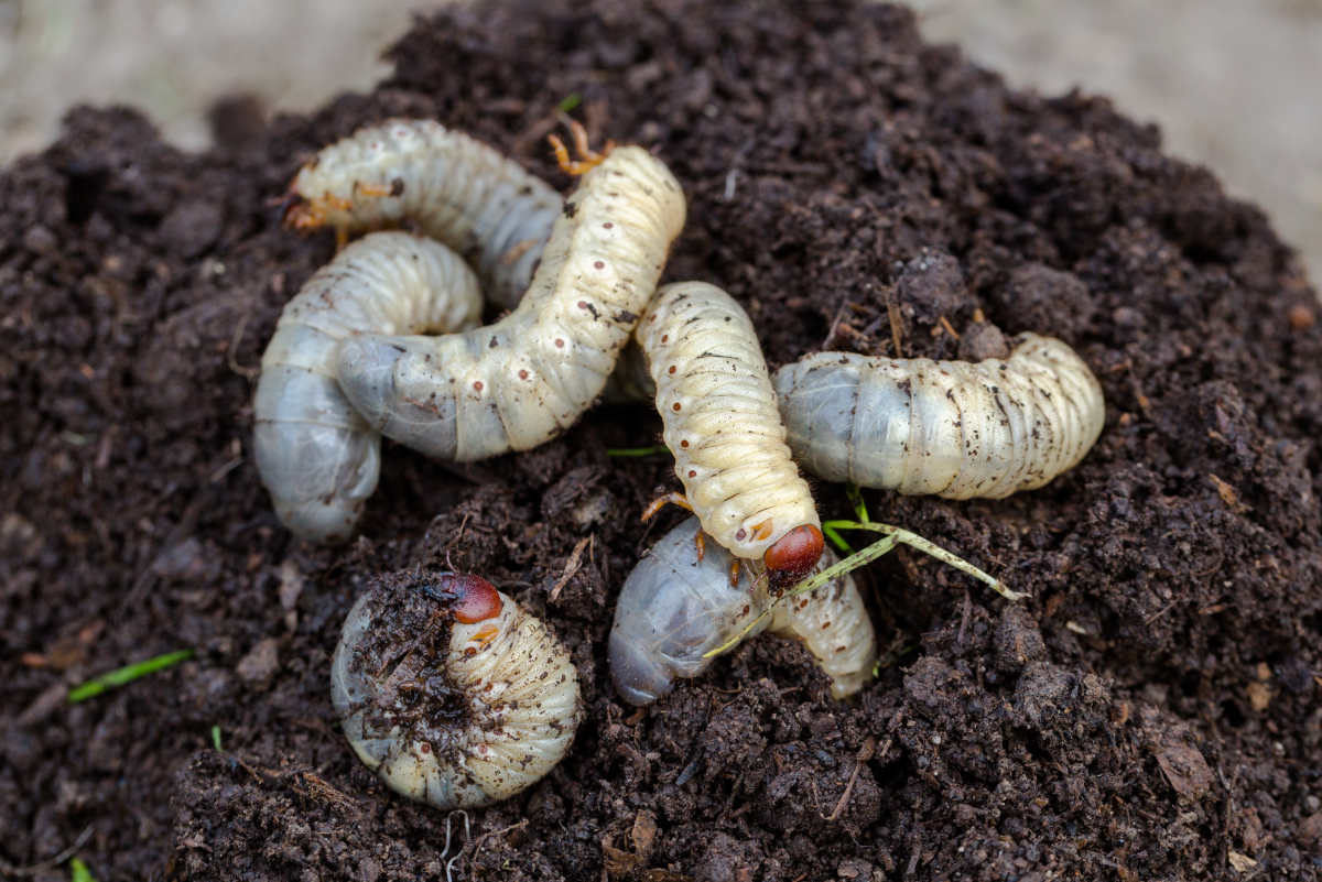 Common Garden Bugs In Soil At Buddy Franzen Blog