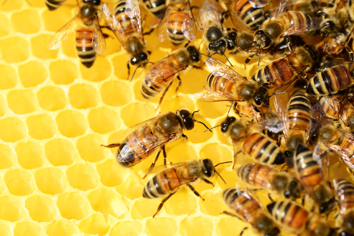 What Is Killing the Honey Bees? Colony Collapse Disorder