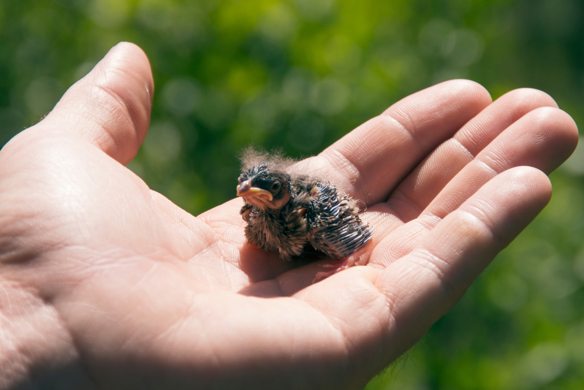 How to Feed and Care for a Wild Baby Bird