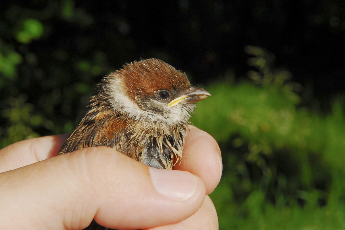 My Experience With Raising a Baby Sparrow