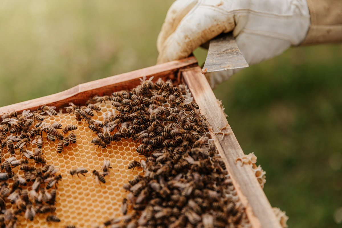Beekeeping for Beginners: Things to Consider Before Getting Your First Hive