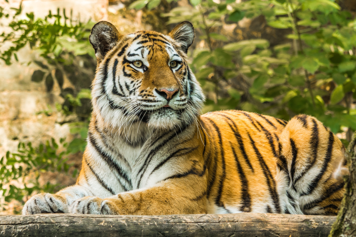 80 Tiger Names and Meanings (From Bandit to Zara)