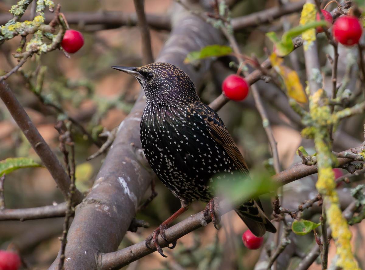 Starlings in the US: The Good, the Bad, the Bold, and the Beautiful