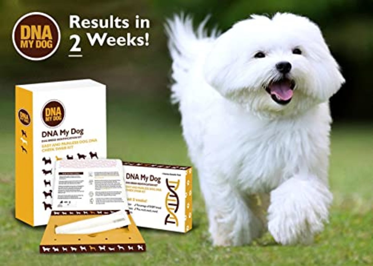 Dna My Dog Genetic Testing Kit: Breed Identification, Genetic Age Test, and Personality Traits - a Comprehensive Review