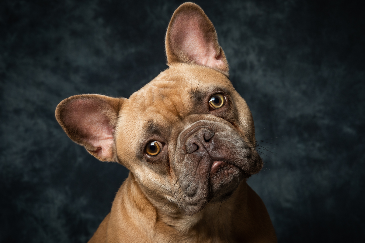 will a french bulldog protect its owner? 2