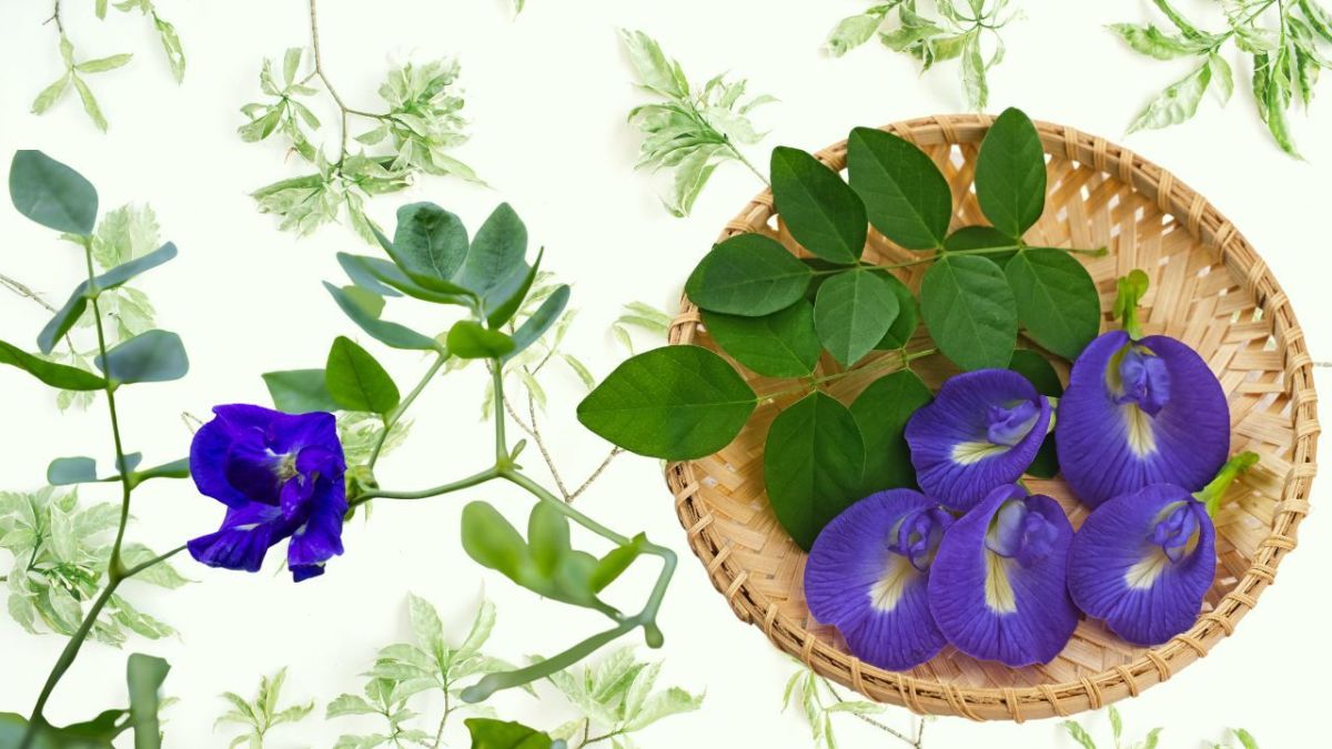 Clitoria Ternatea (Butterfly Pea) Plant With The Most Benefits