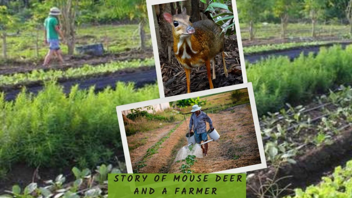 Children Bedtime Story - Story of Mouse Deer and a Farmer