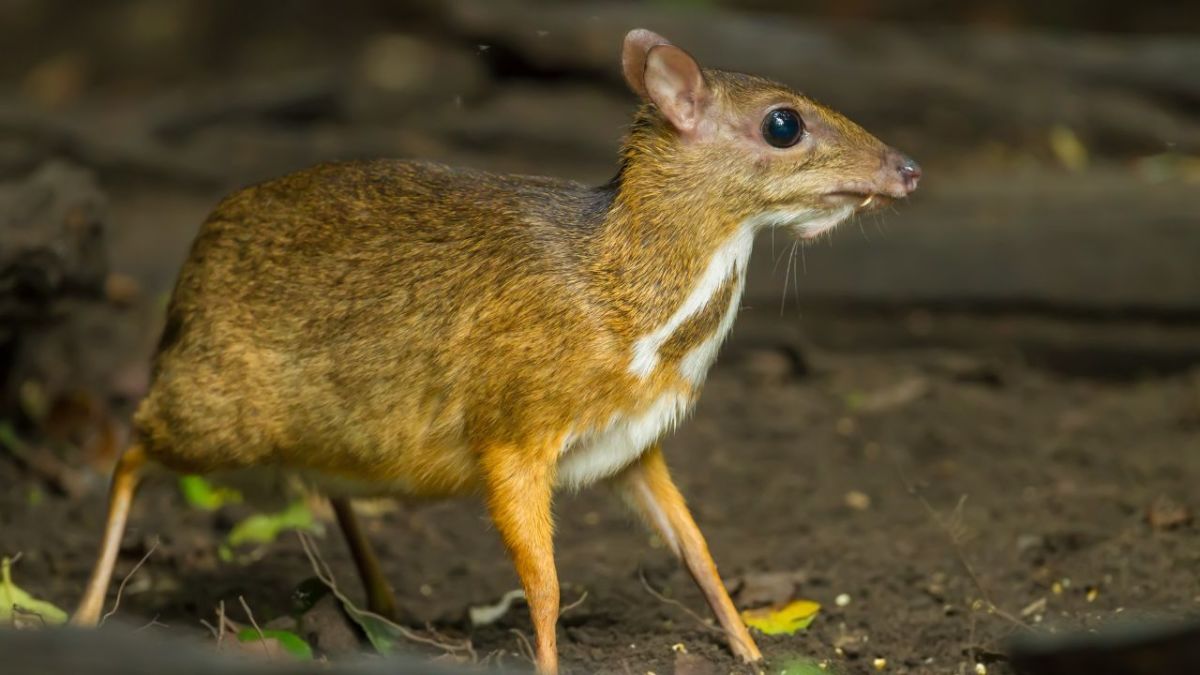 Bedtime Stories for Kids: Story of Mouse Deer And Crocodile
