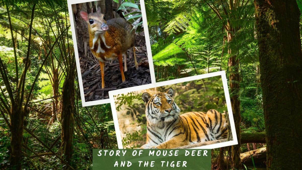 Bedtime Stories for Kids - Story of Mouse Deer and a Tiger