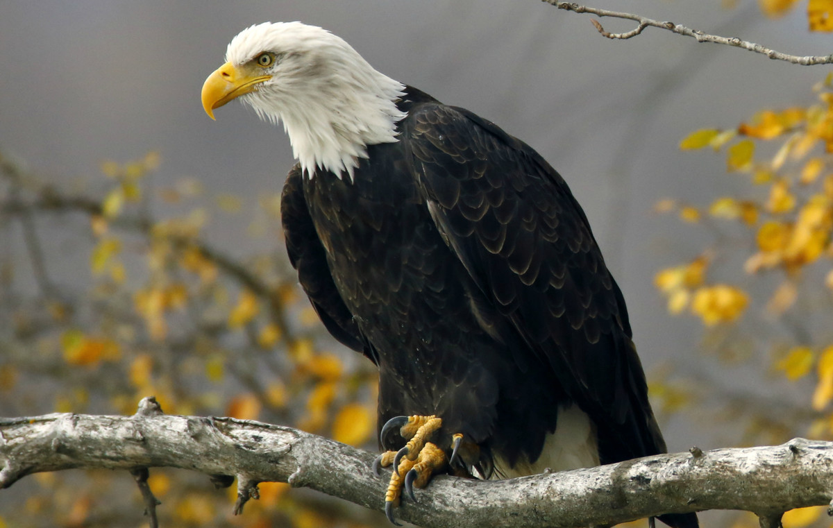 American Bald Eagles: A Success Story in Wildlife Conservation