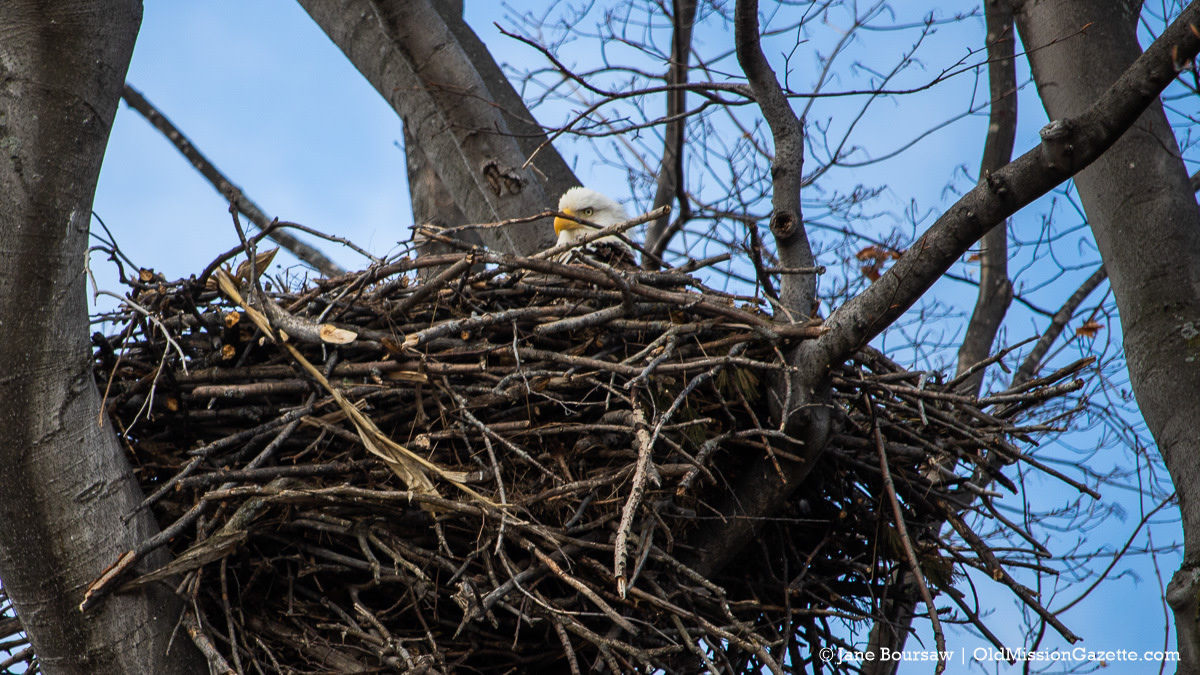 American Bald Eagles A Success Story in Wildlife Conservation Owlcation
