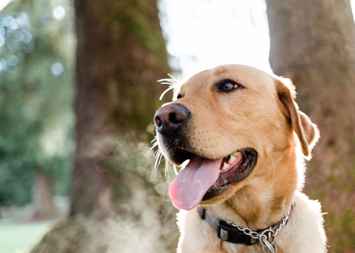 21 Most Popular Labrador Retriever Mix Dog Breeds