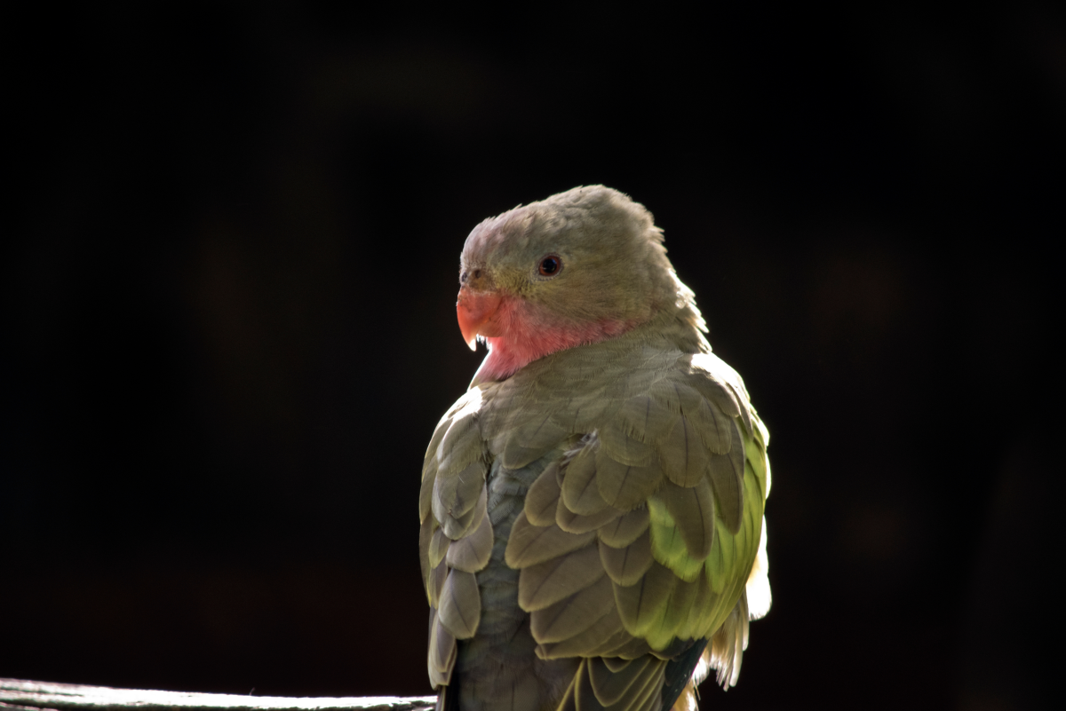 What Are Princess Parrots Like as Pets?