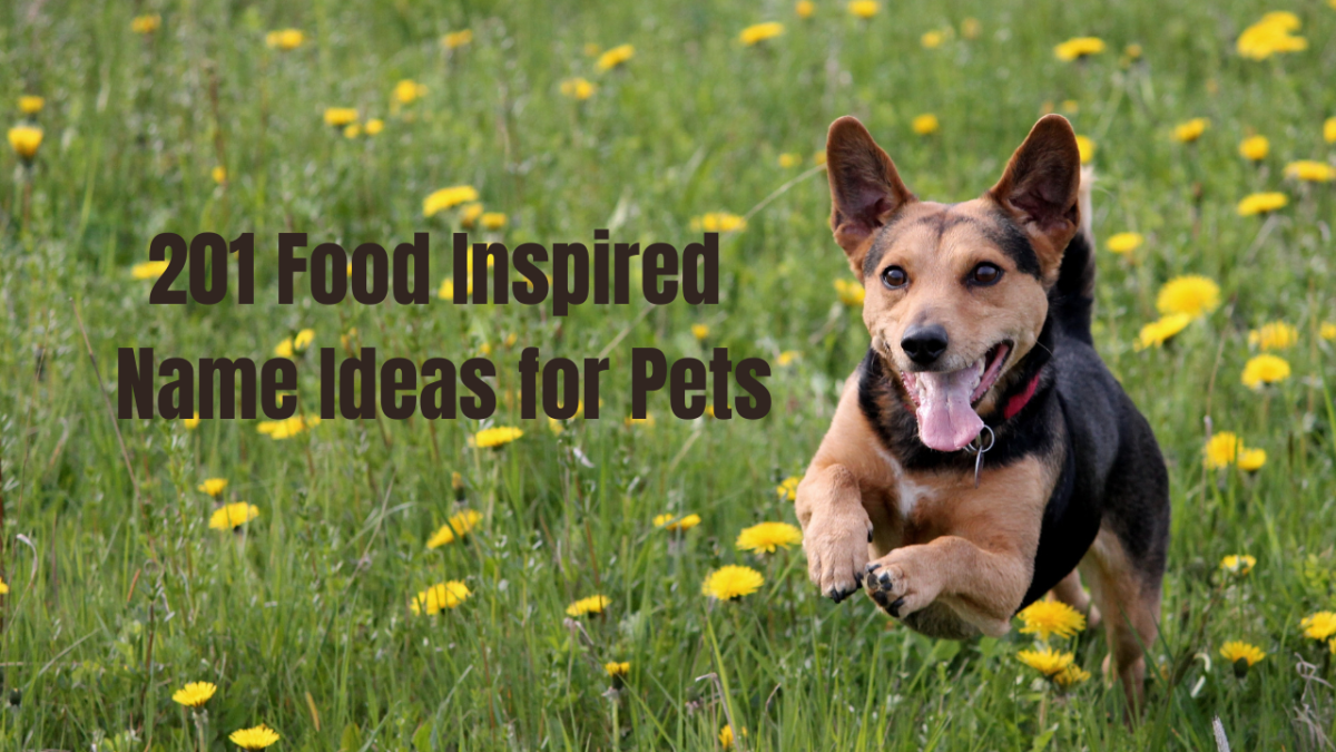 201-food-inspired-name-ideas-for-pets-hubpages