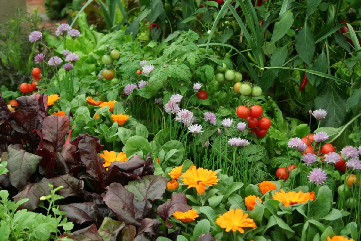 How Companion Planting and Crop Rotation Benefit Vegetable Gardens