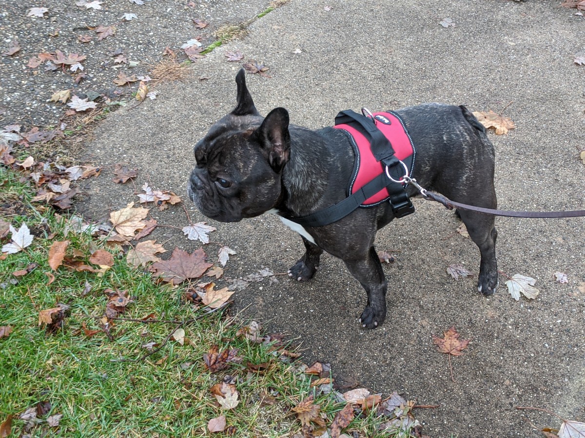 How to Get a Dog Harness That Fits Right