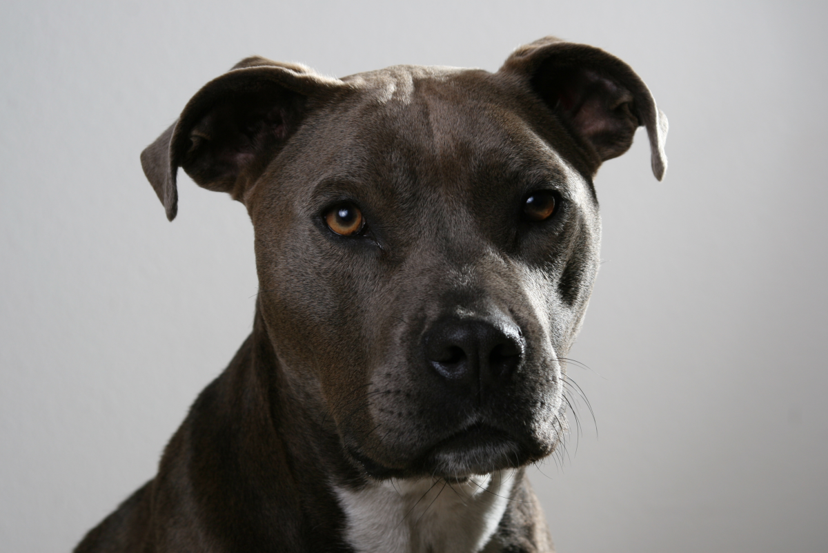 American Pit Bull Terrier Breed: Characteristics, Care & Photos
