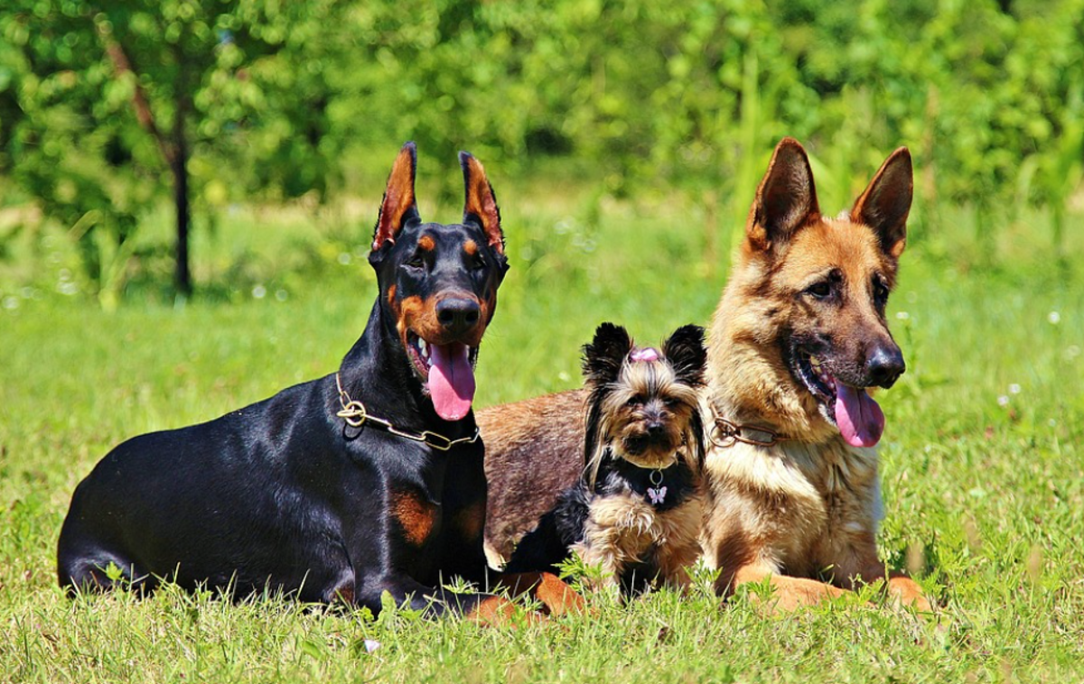 German shepherd with sales other dogs