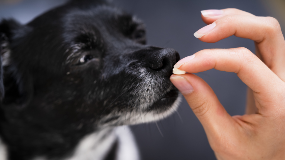 What Can You Give a Dog for Pain Relief? (OTC Meds and Natural Supplements)