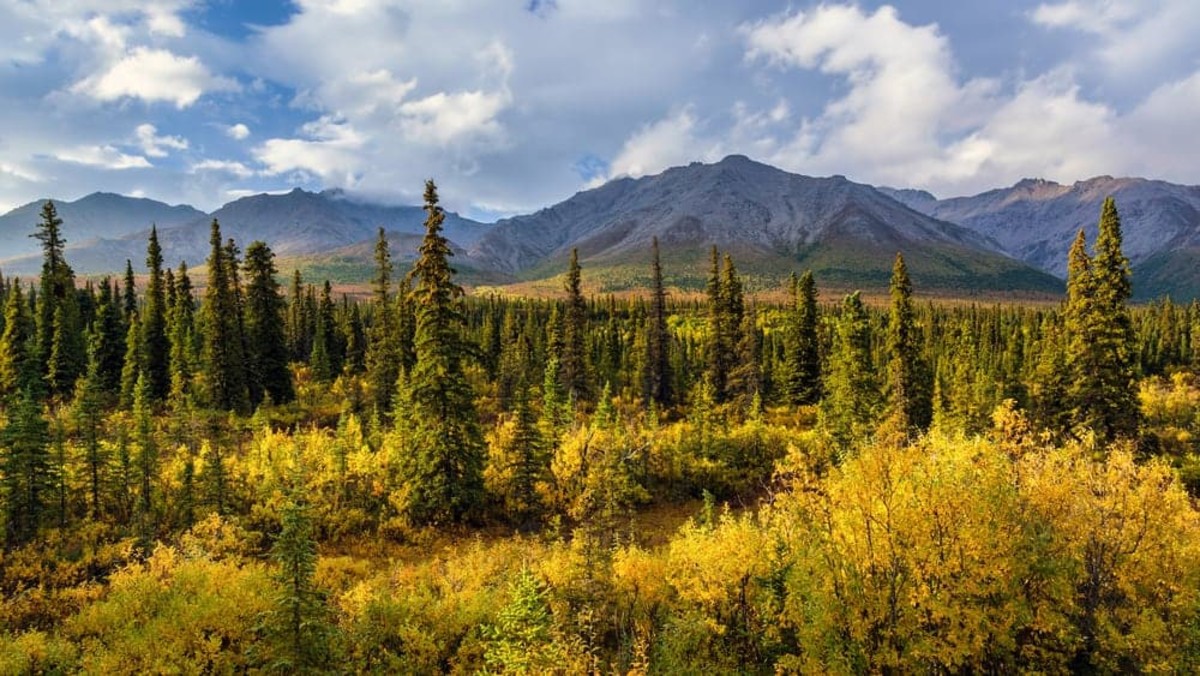 North America's Largest, Smallest, and Most Beautiful Spruce Trees ...