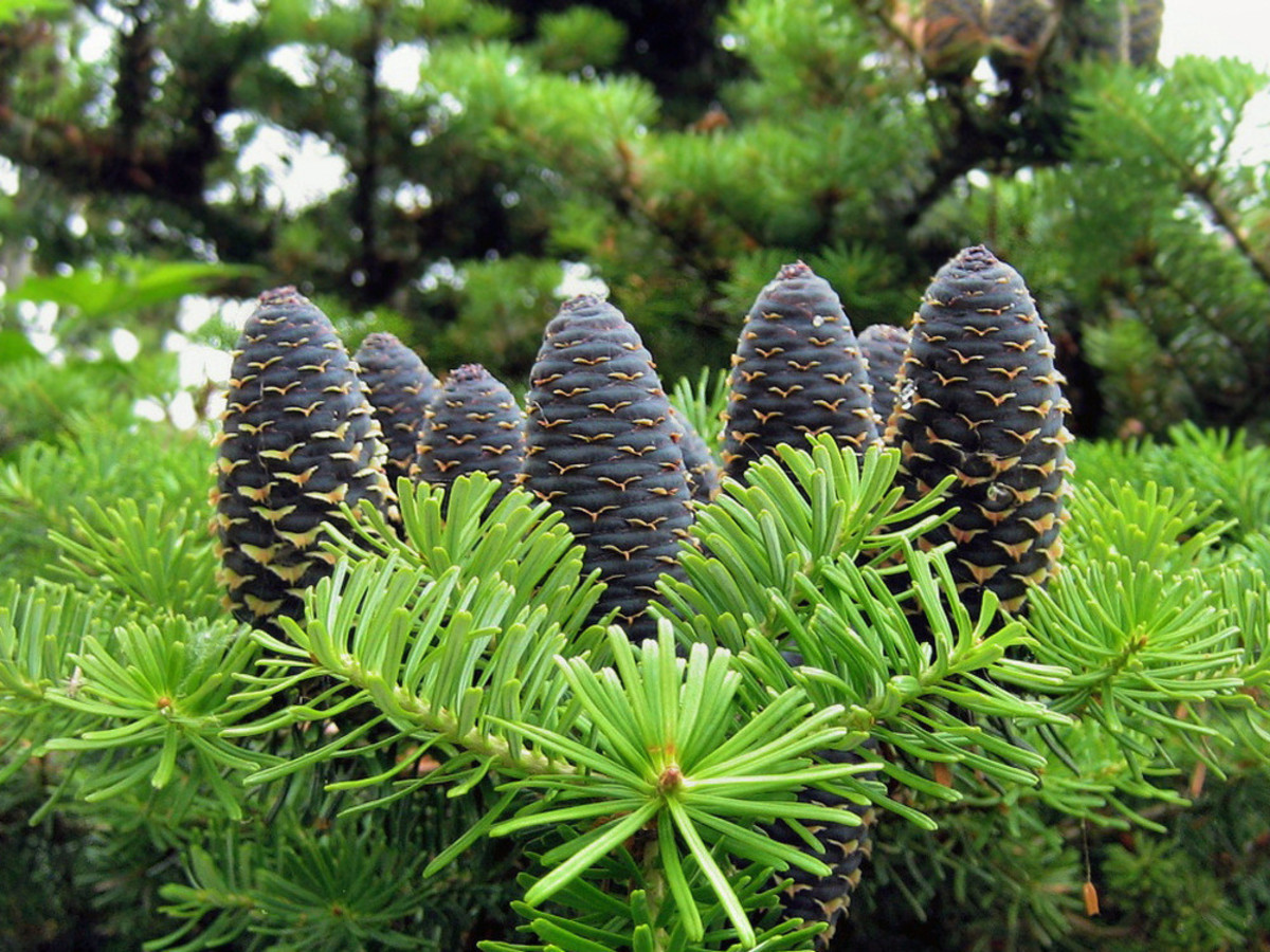 White Spruce Cones are Small Cones that are Excellent for Crafts