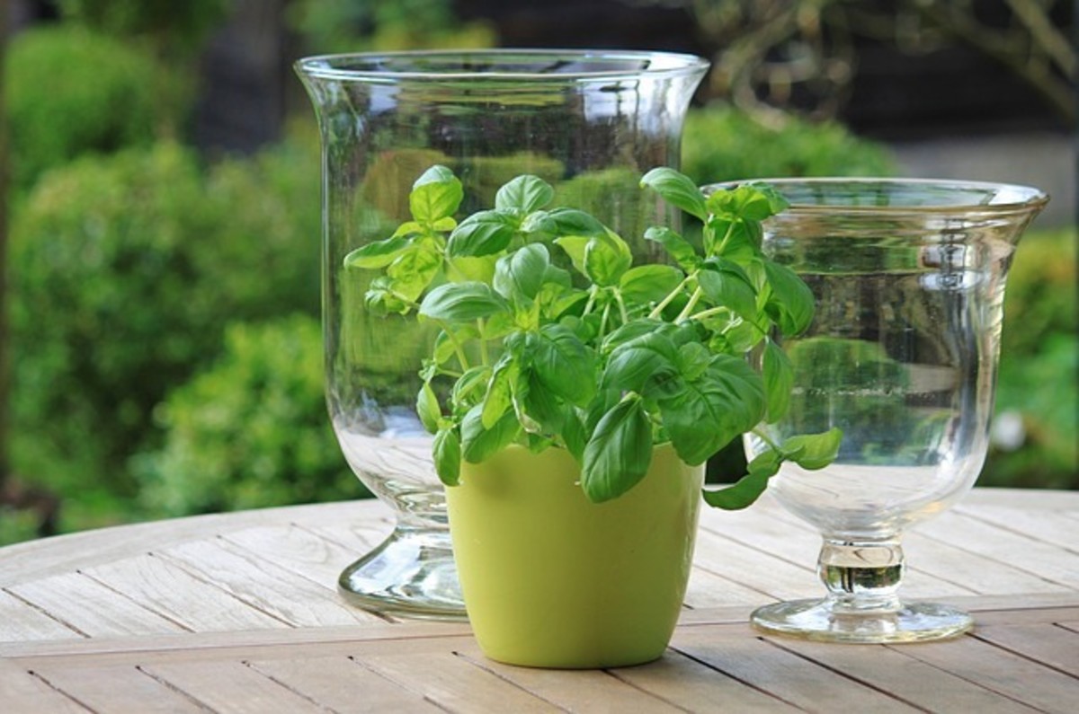 5 Beginner Herb Gardening Mistakes and Tips to Avoid Them