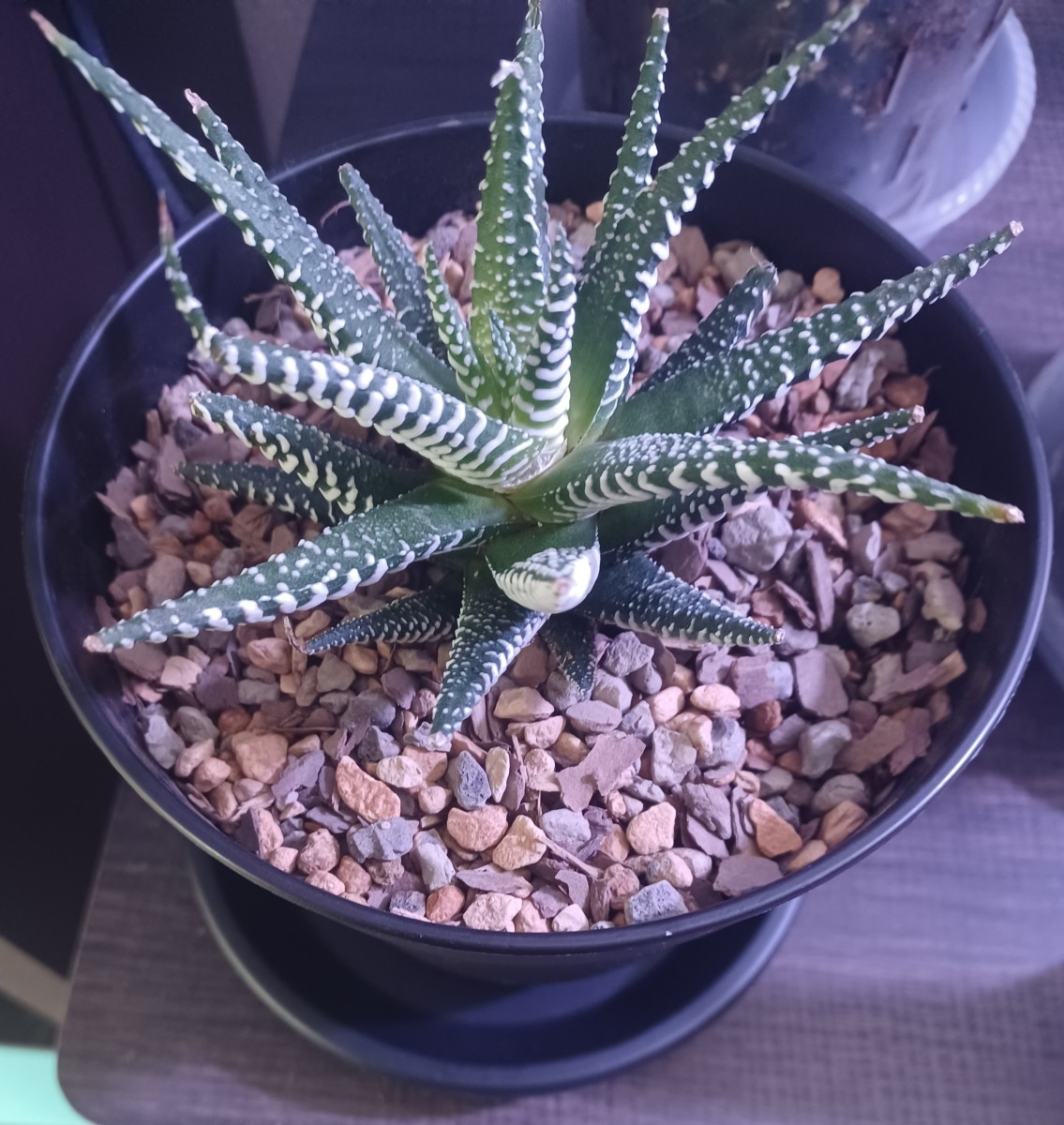 Indoor Cactus and Succulent Care
