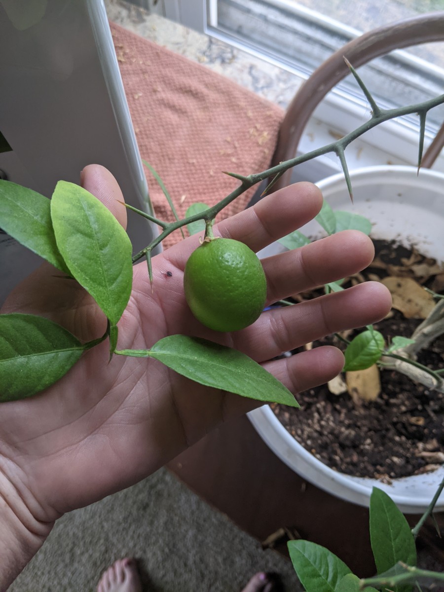 Lemon Tree Molt - looks Dead, but Wait for It