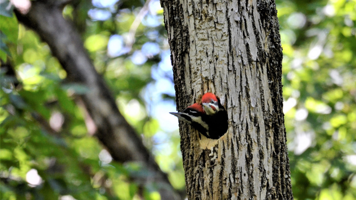 The Pileated Woodpecker: Observations of a New Family