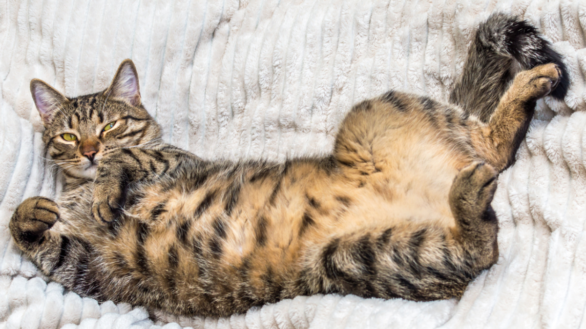Possible Reasons Why Your Cat Has a Swollen Abdomen or Belly - PetHelpful