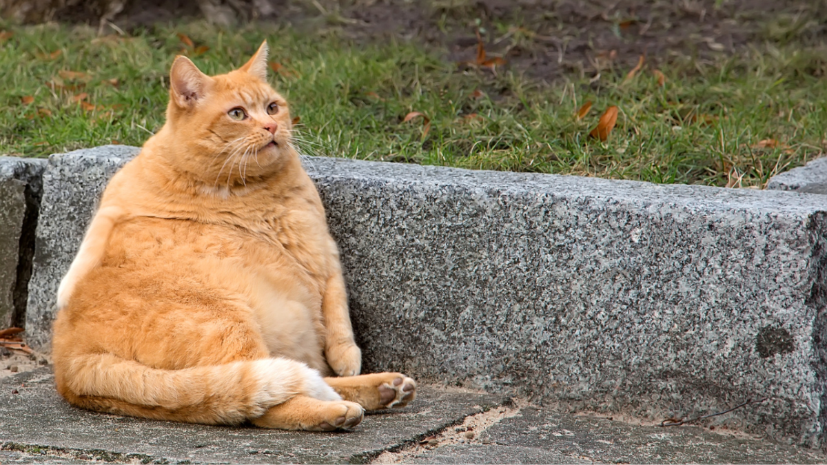 Possible Reasons Why Your Cat Has A Swollen Abdomen Or Belly HubPages