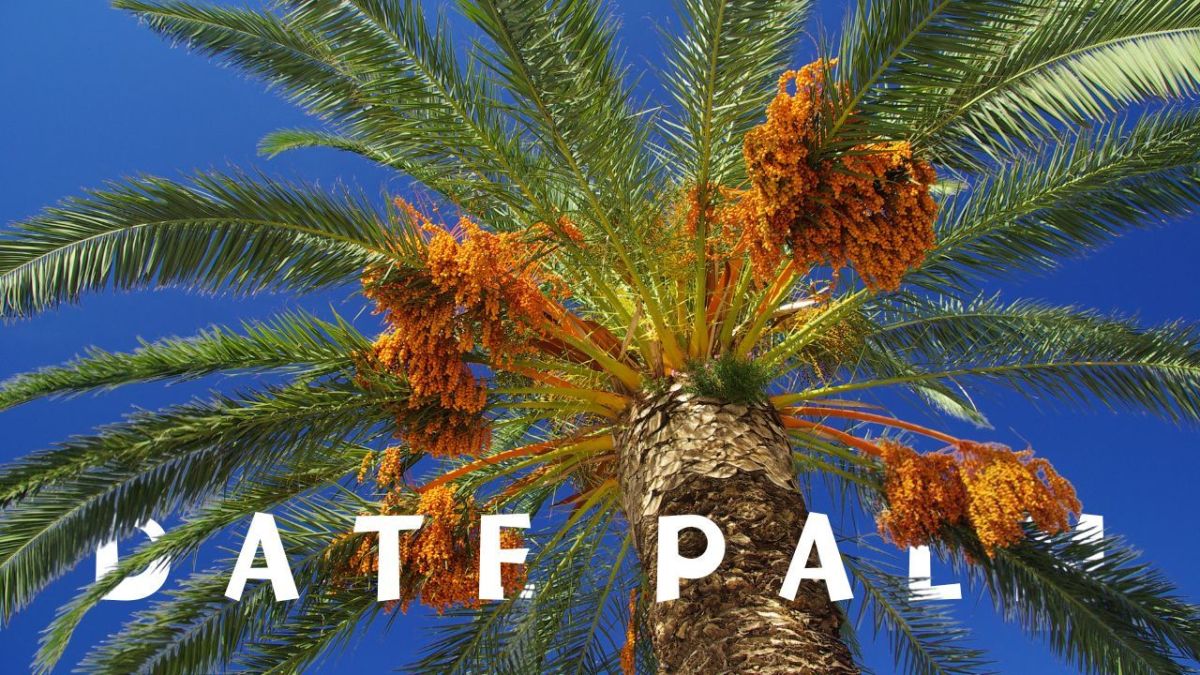 Uses and Benefits of Date Palm That Will Surprise You
