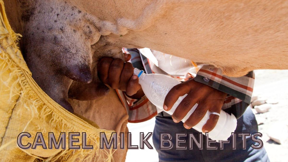 Healing Properties and Health Benefits of Camel Milk