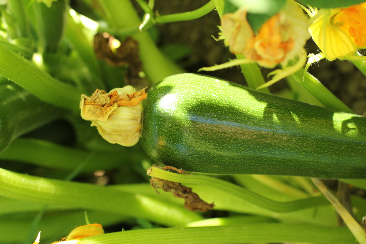 The Fruitful Practice of Zucchini Pruning