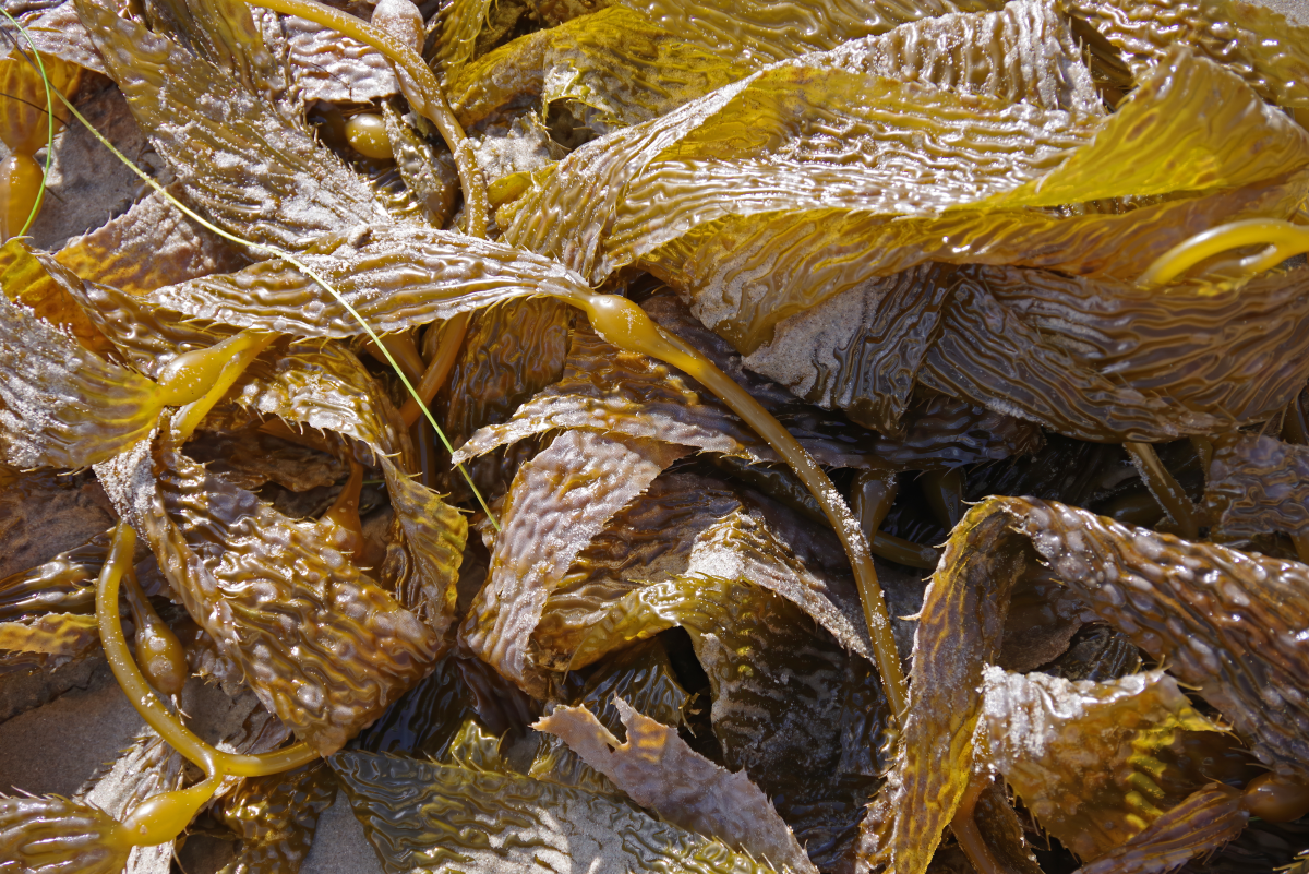 Using Kelp Meal as a Garden Fertilizer