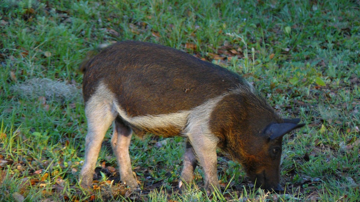 Humane Ways to Keep Feral Hogs Out of Your Yard