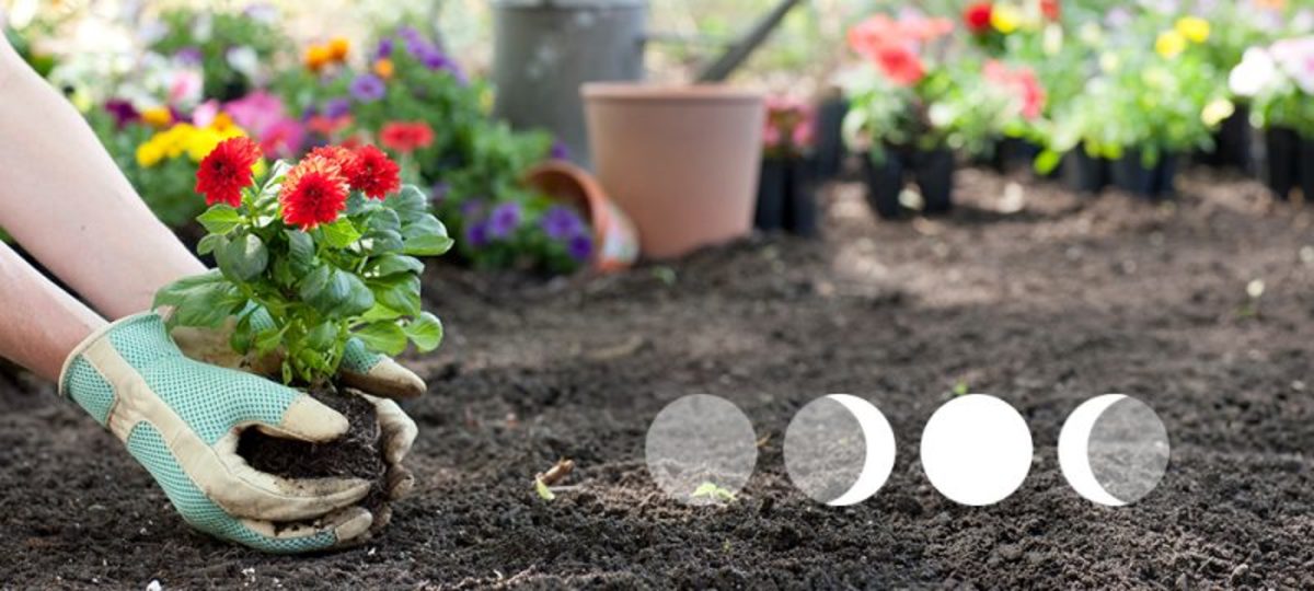 Moon Phase Gardening: Folklore or Science-Based Technique?