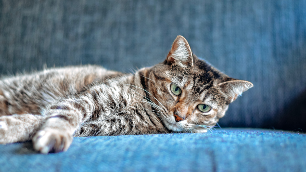 15 Reasons Not to Have a Pet Cat