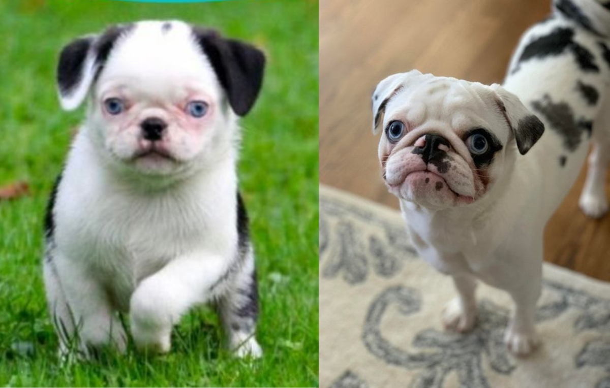 Panda best sale pug breed