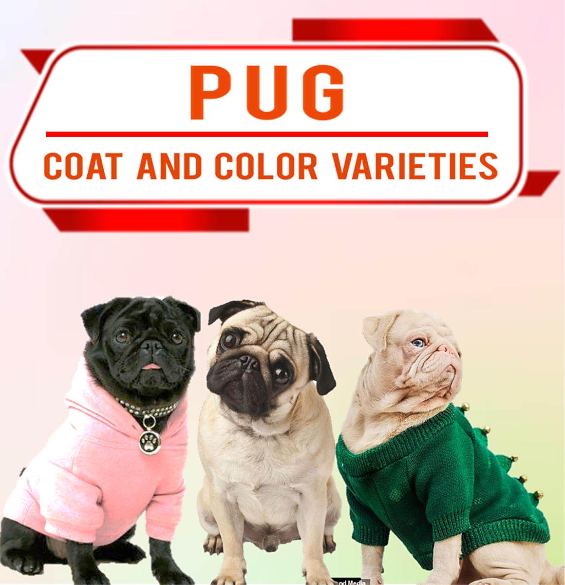 Pug Coat and Color Varieties