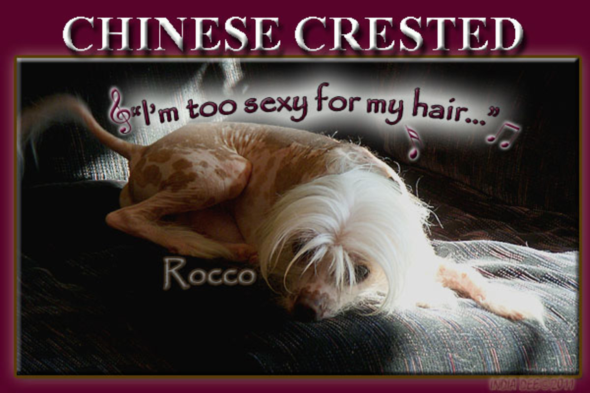 Chinese Crested Dogs, the Ugliest Dog in the World of Unique Dog Breeds