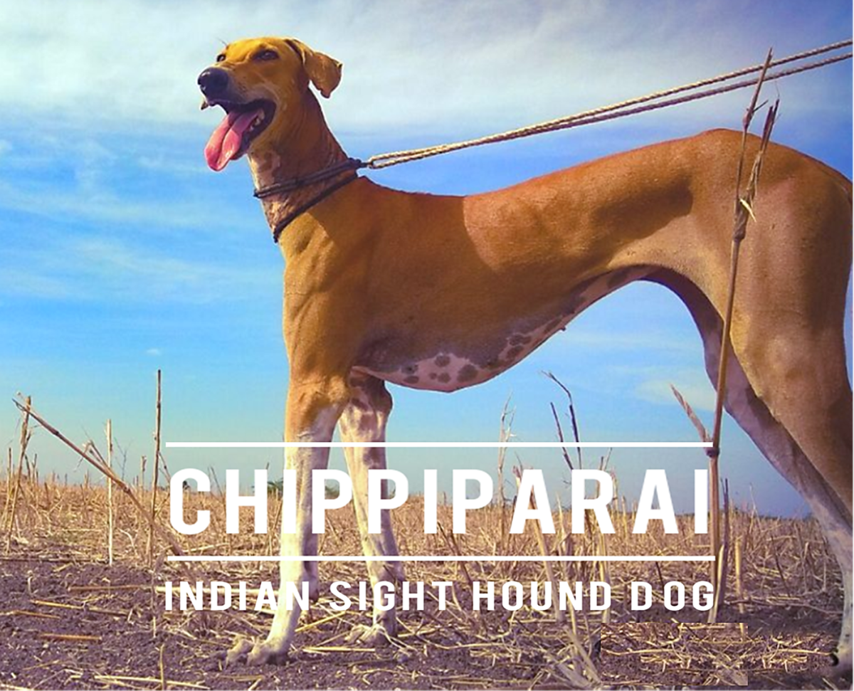 Chippiparai Dog: Breed Information, Facts and Characteristics