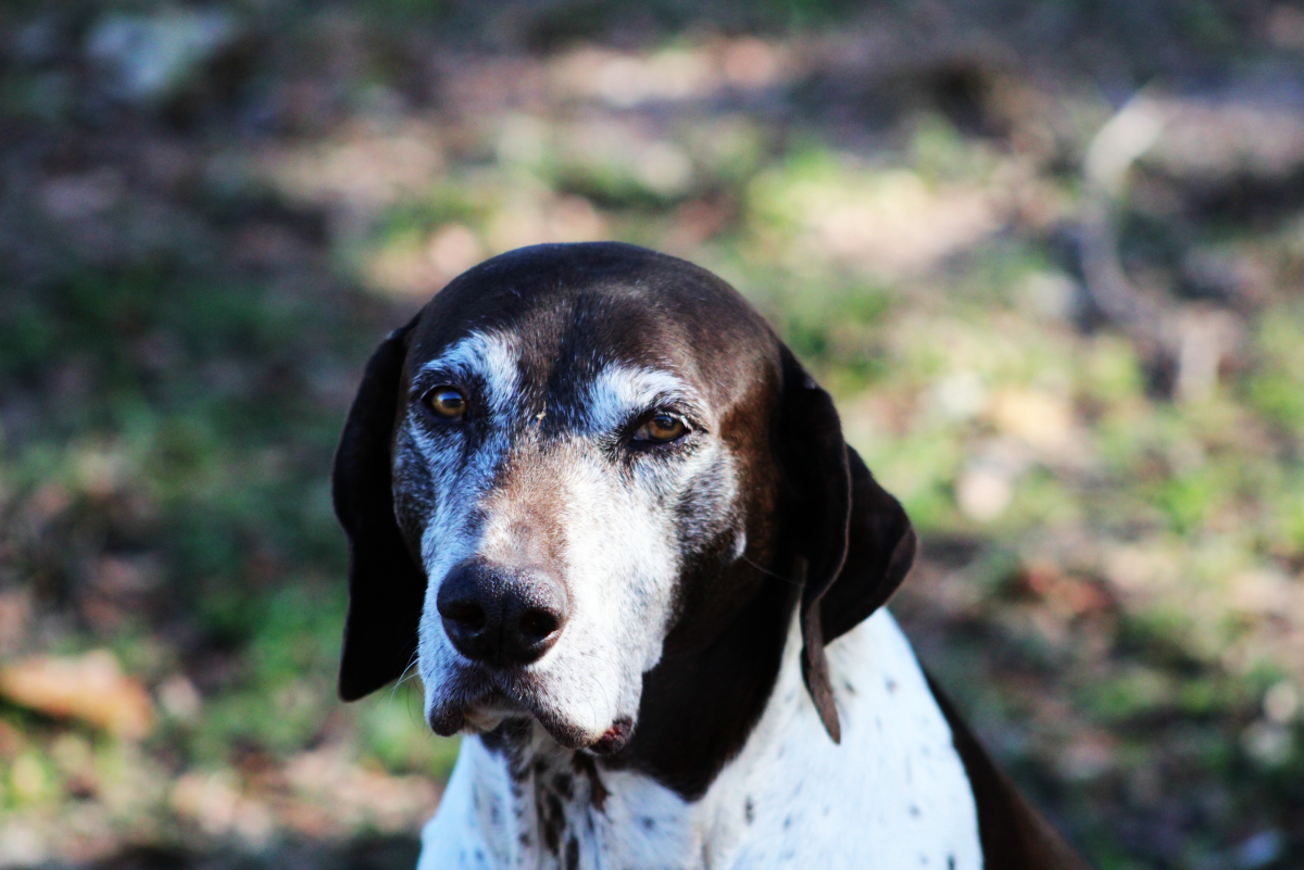 150 Old Lady Names For Dogs PetHelpful