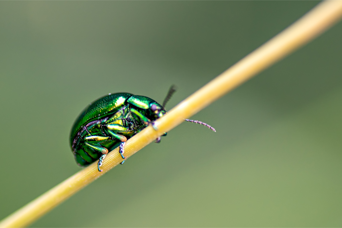How Do Beetles Fly? A Look at Beetle Flight Mechanisms