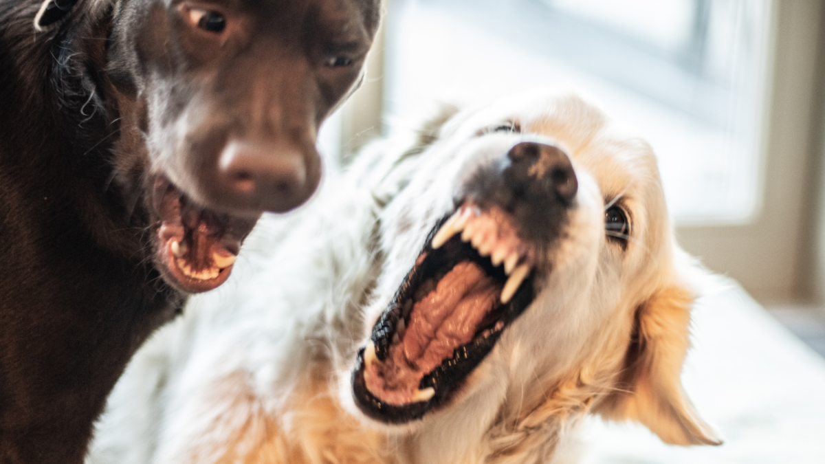 How to Stop Household Dogs From Fighting (And Prevent It From Happening Again)