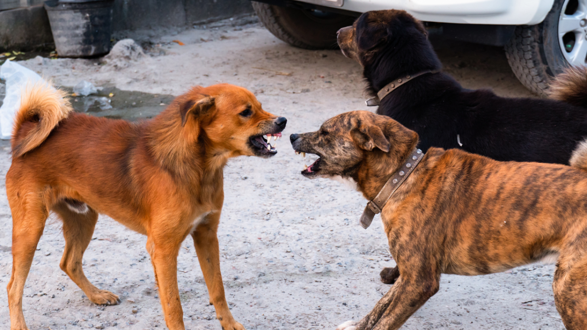 is it normal for dogs to fight each other