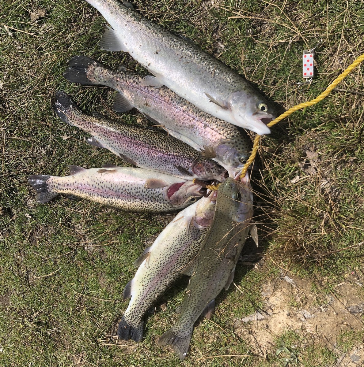 The Real Secret to Trout Fishing: My Dad's Legendary Lure