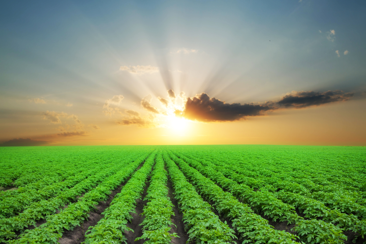 Agricultural business ideas for successful farm startups,